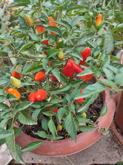 Перець гіркий Бересклет або бірючина пеларгонія ялівець козацький  різ