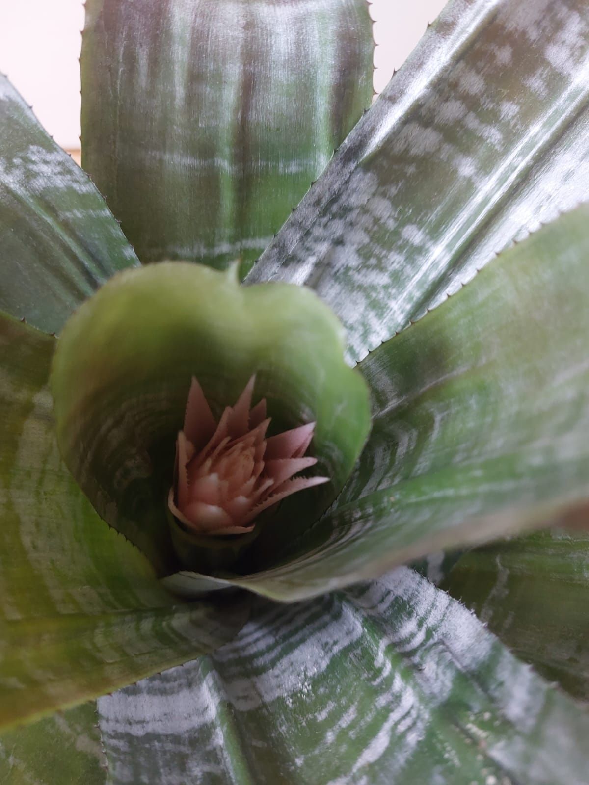 Aechmea wstegowana kwiat  40 zł