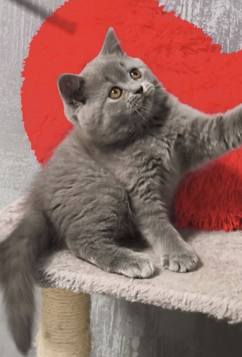 Кошенята шотландські дівчинка