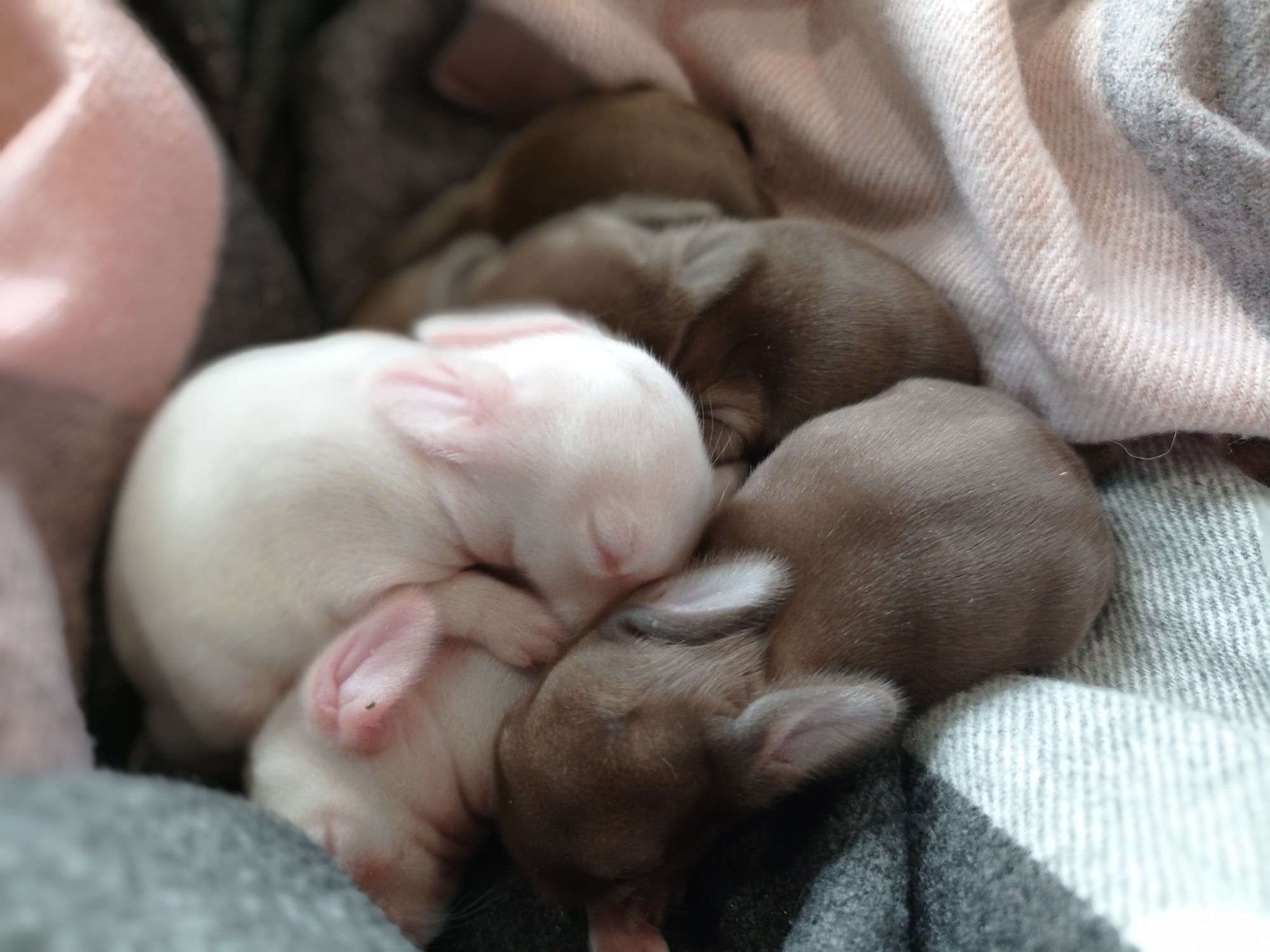 Króliczki Mini lop, Karzełek Niderlandzki, Karzełek Teddy hodowla