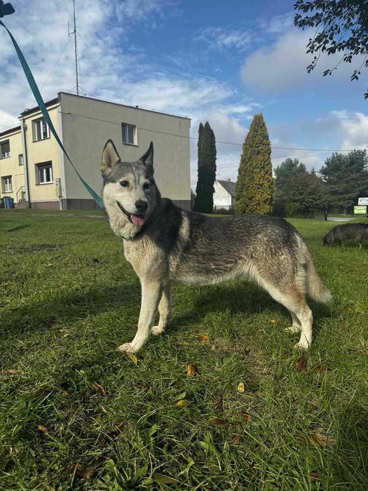 Przyjazna Luna w typie husky szuka domu