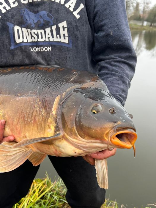 Karpie duże na łowisko od 10 kg/szt,  karp tarlak