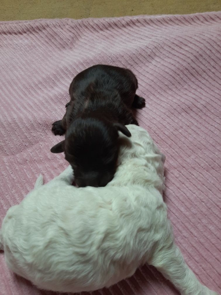 Maltipoo suczka z hodowli czip rodowod rezerwacja okazja