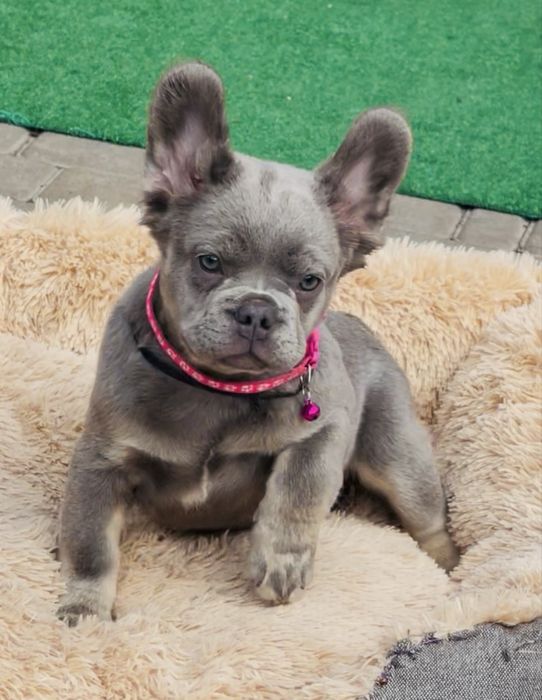 Флаффи лиловая с подпалом Изабеллы носитель французская булочка