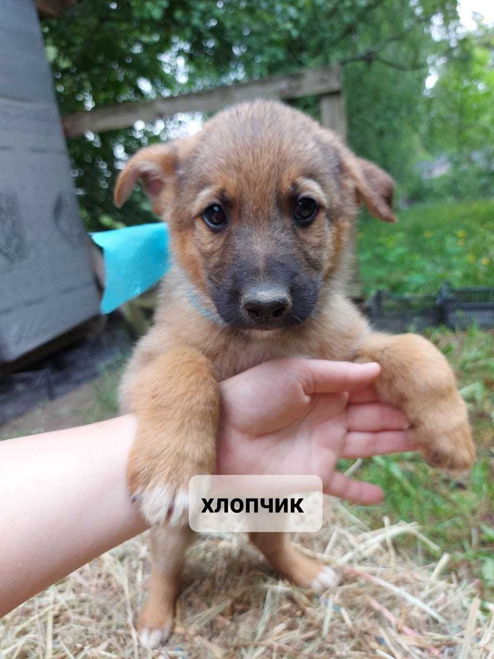 Цуценята шукають домівку