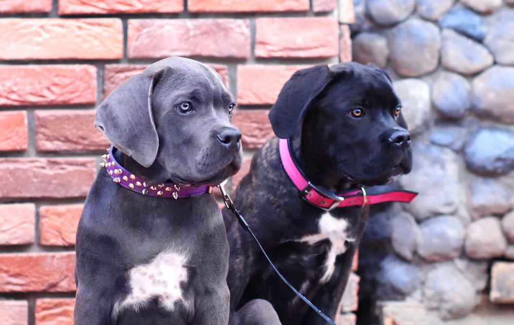 Чорний та блакитний хлопчики від шикарних батьків