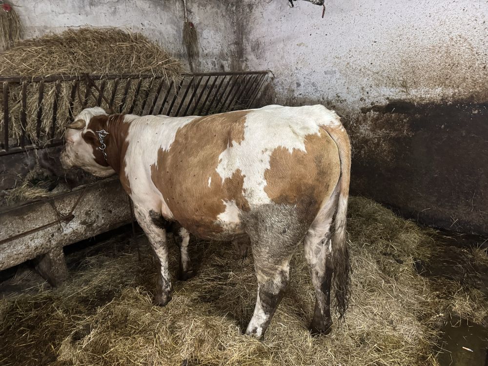 Sorzedam byka rozplodnik dobrej budowy