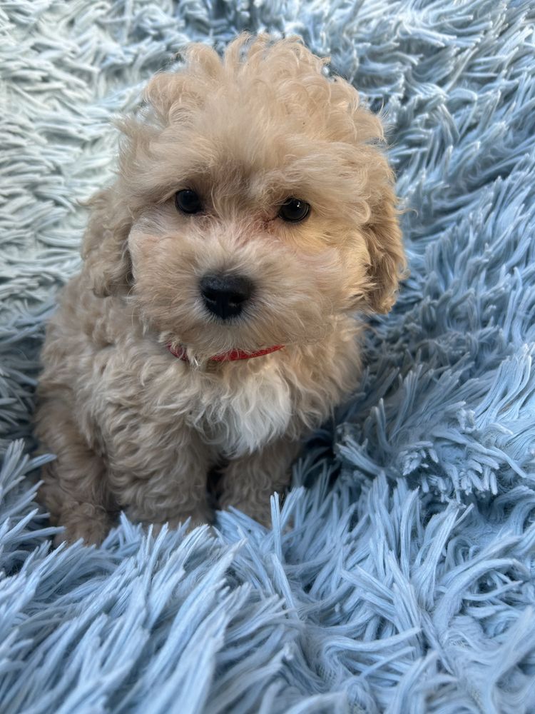 Maltipoo samiec gotowy do odbioru
