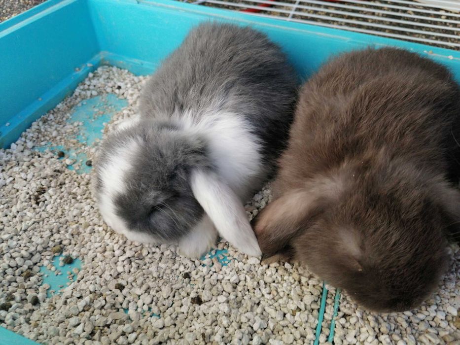 Vendo kit coelhos anões orelhudos