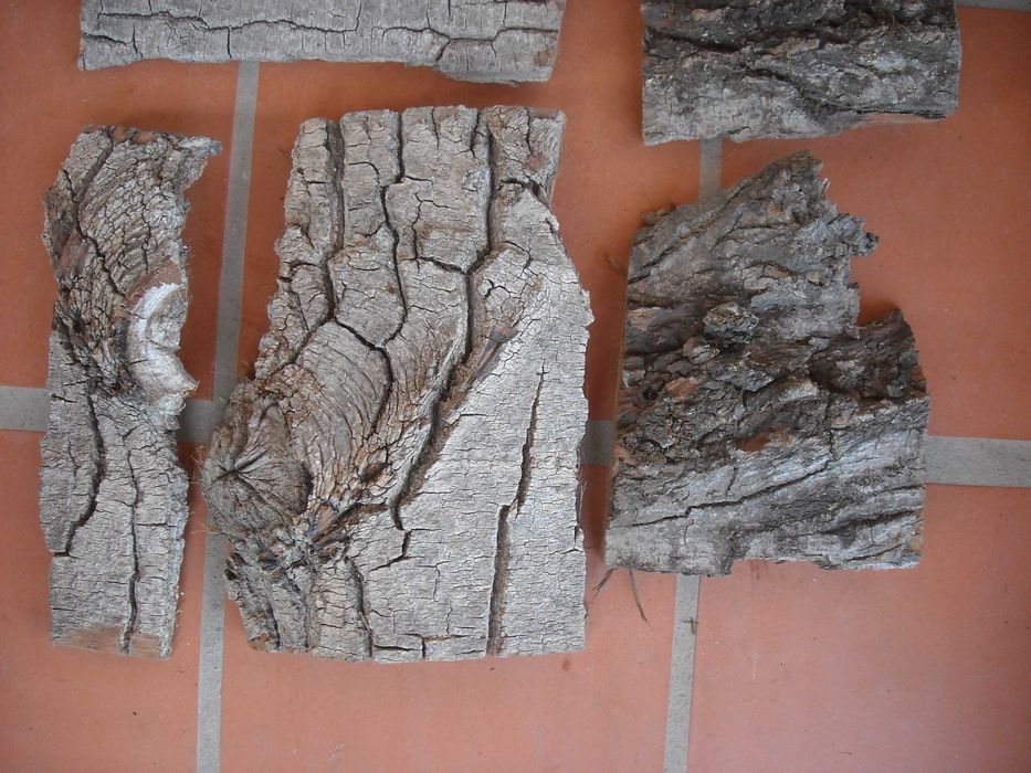 Casca de arvore natural para decoracao terrario ou outros
