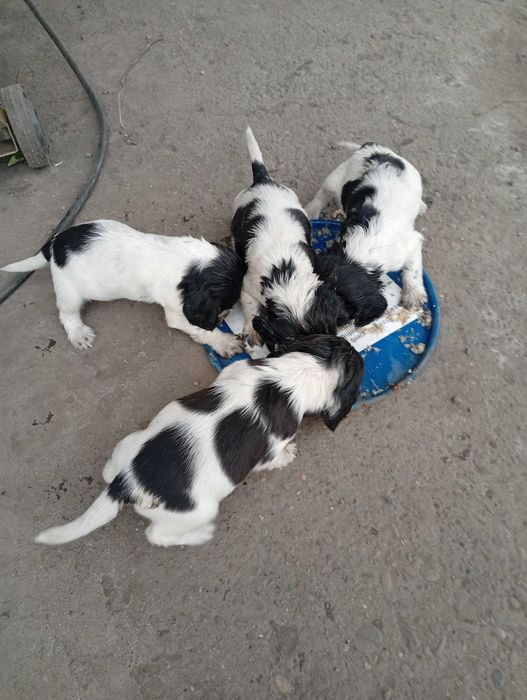 Продам щенят породи Мисливець Спаніель