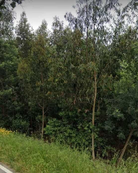 Terreno para construção Santa Comba Dão, junto à estrada Nacional.