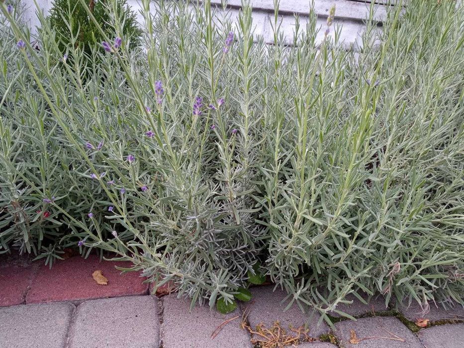 Саджанці Лаванди