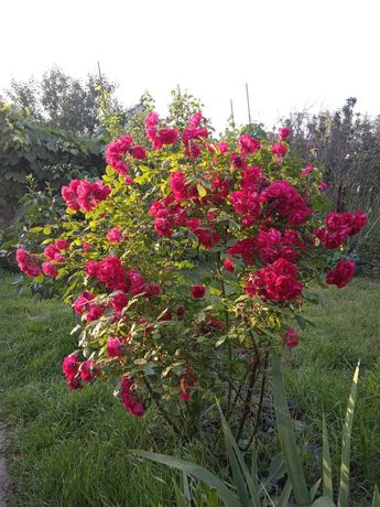 Роза красная и белая садовая плетущаяся, чайная и шиповник(Днепр)