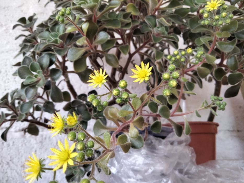 Продам копеечные дерево или аихризон от 10 грн