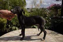 Whippet - chart angielski