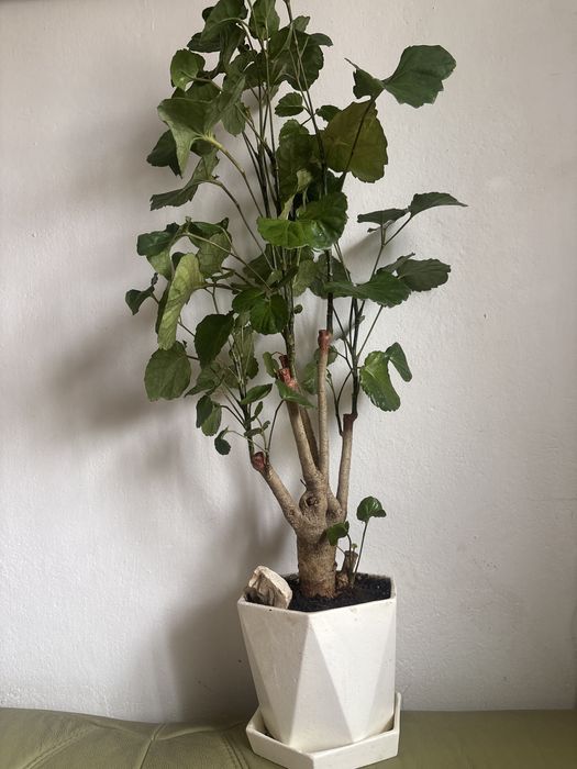 Polyscias  piękna roślina