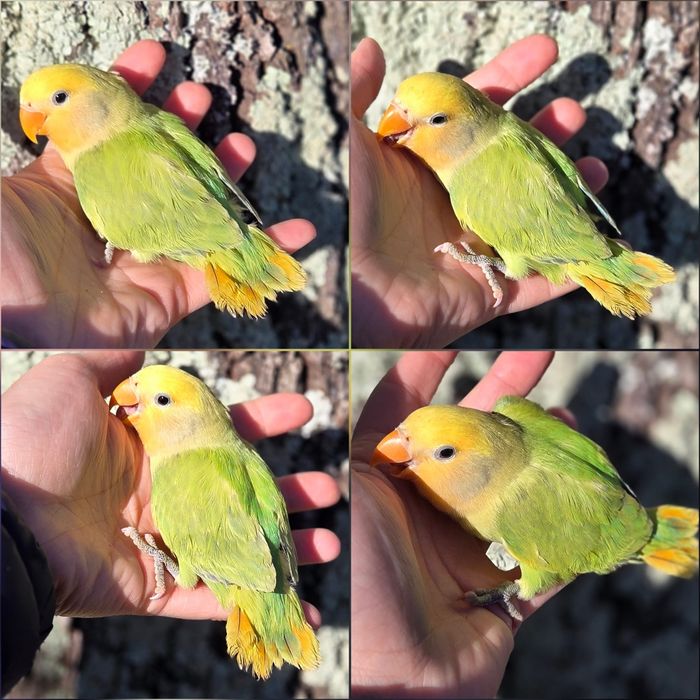 Agapórnis Domesticados