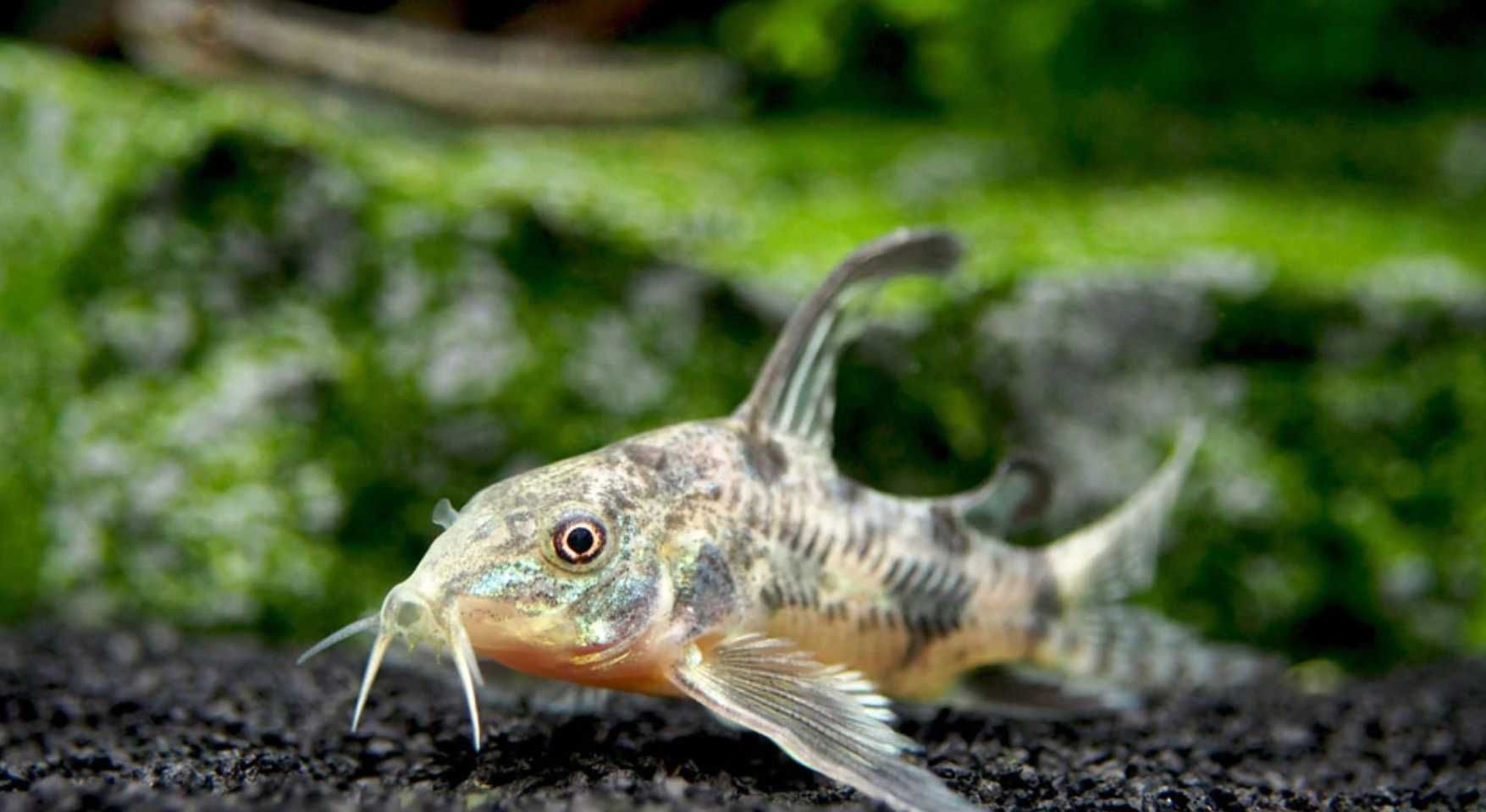 Kirysek pstry - Corydoras paleatus - Kirys - dowóz, wysyłka