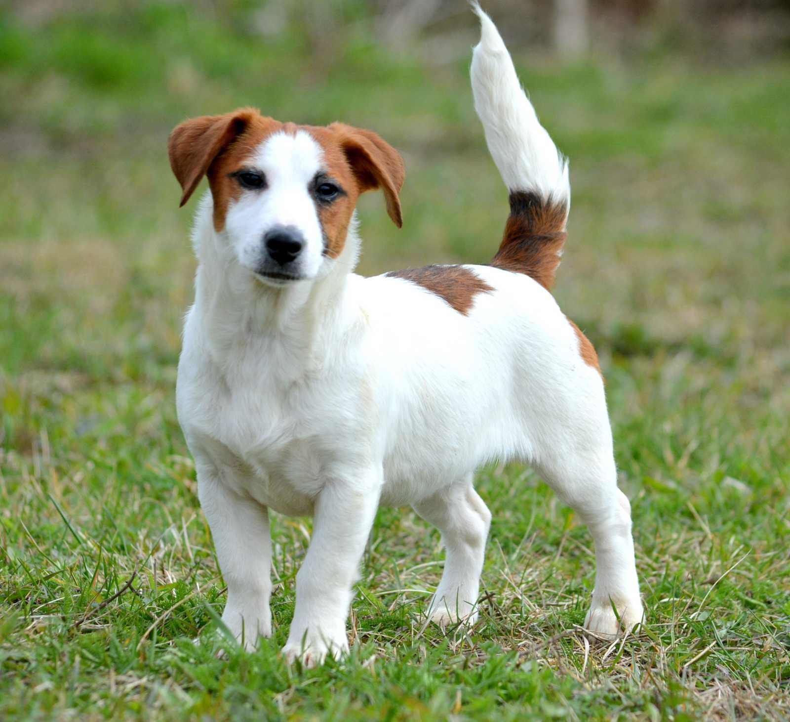 Jack Russell Terrier śliczna suczka Tekla ZKwP FCI rodowód