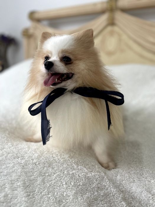 Померанські шпіци — Маленькі моделі для обіймів