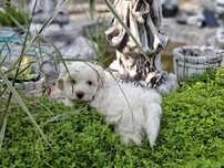 Maltipoo z metryką
