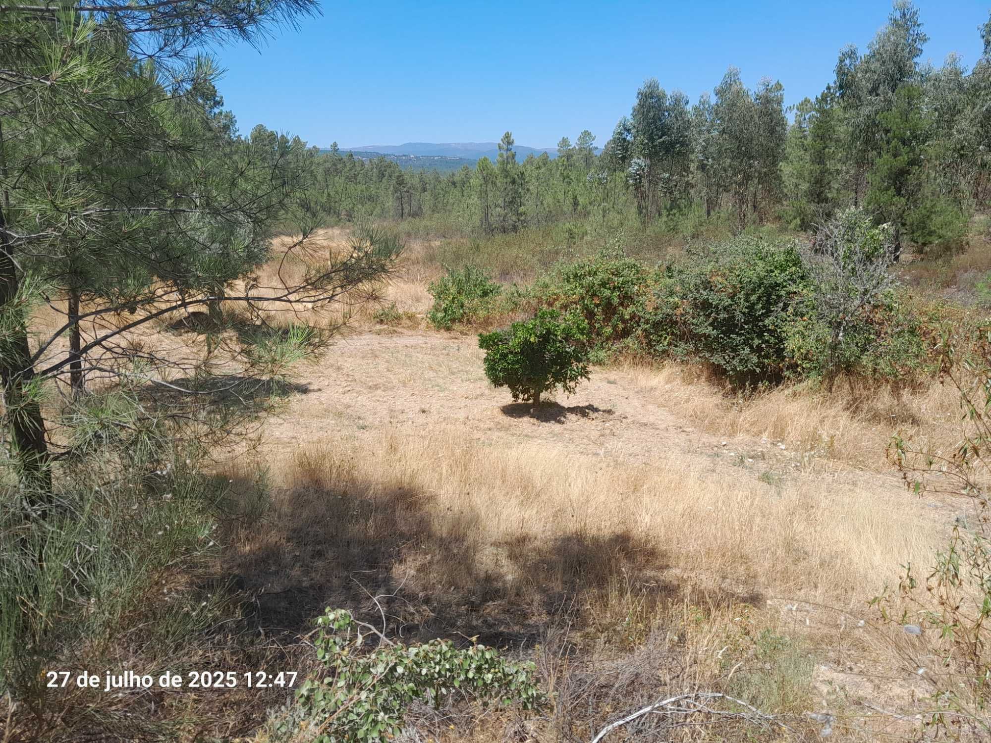 Terreno Mendares (Castelo Branco)