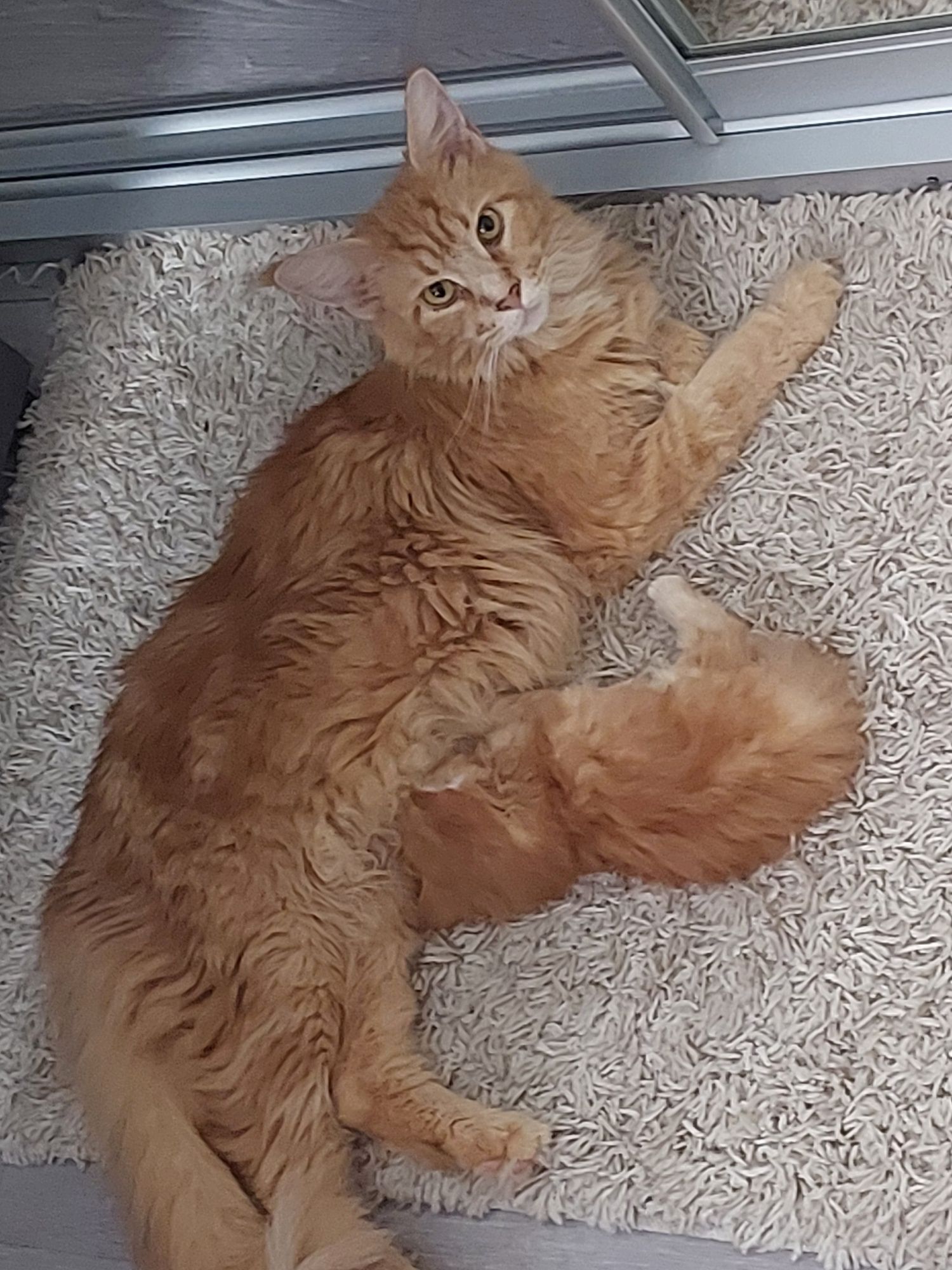Купити котика не дорого