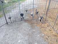 Cachorros serra da estrela