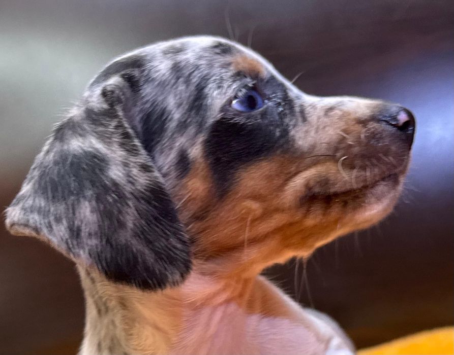 Jamnik miniaturowy piebald merle cudna sunia