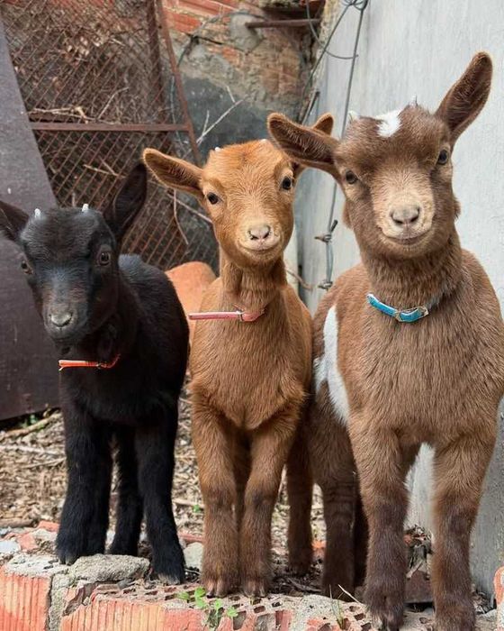 Супер міні козочка камерунка шоколадні красуні