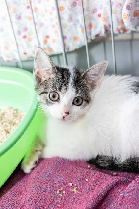 Tolik, Wania i Ivanka - małe kotki do adopcji