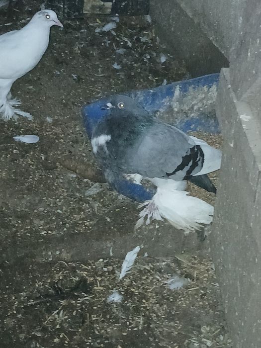 Gołąbki cukrówki i garłacze