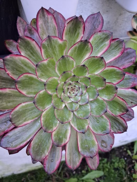 Plantas Suculentas raras de coleção