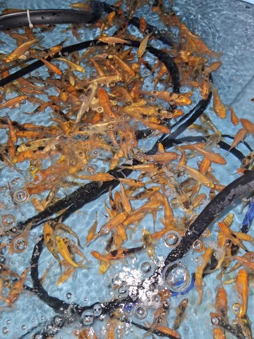 Короп кої в акваріум