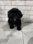 Shih Tzu suczka czarna