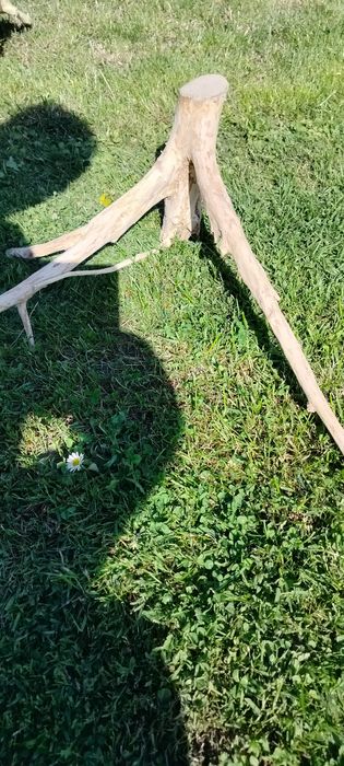 Sprzedam korzeń do akwarium terrarium