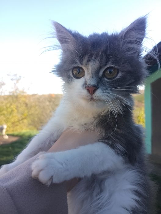 Котинята мейнкун