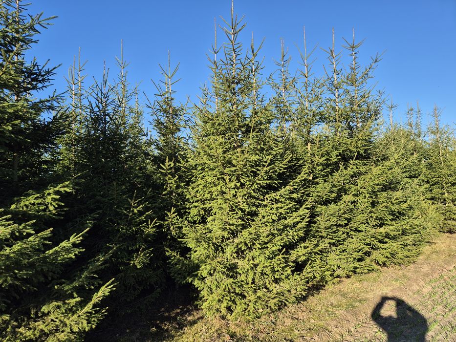 Sprzedaż choinek prosto z plantacji