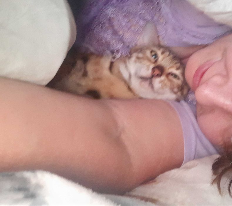 Насправді домашні бенгальські котятка для сімї чи розведення