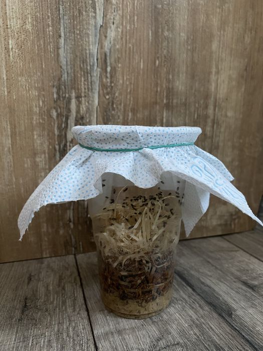 Muszki owocówki nieloty hydei