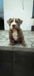 American Bully Pocket Pies