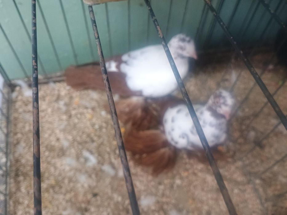 Widyny i Wiedeńskie okazja!