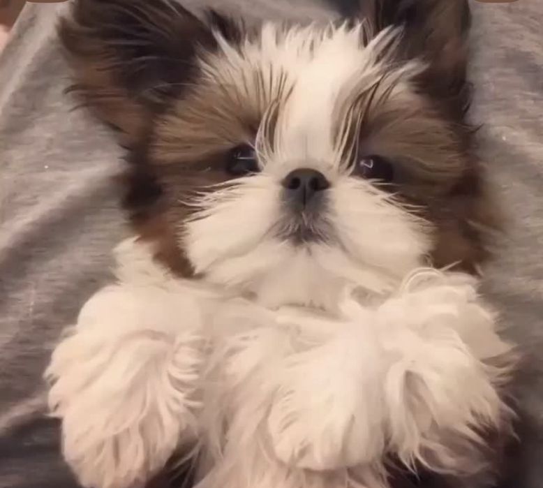 Shti tzu menino qualidade