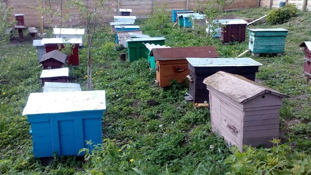 Продам бджолосім'ї
