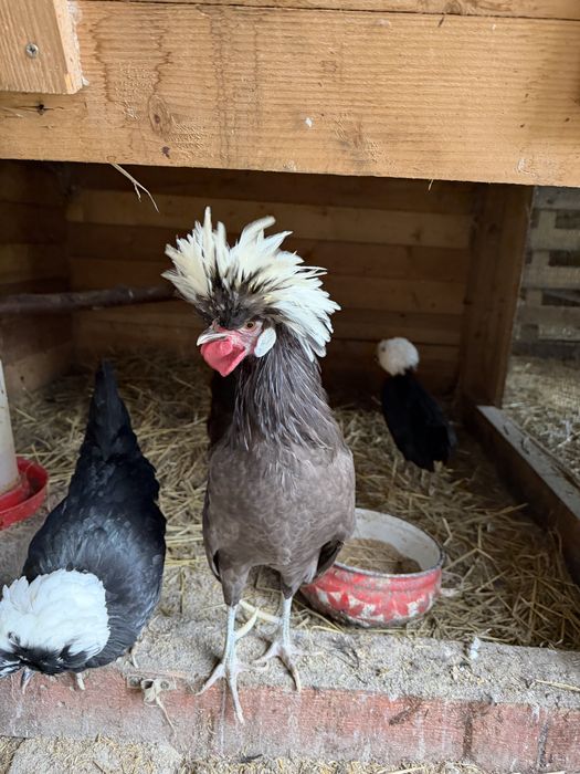 Bialoczuby holenderskie