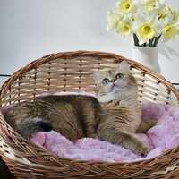 Плетёная корзинка, лежанка для котов