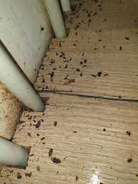 Уничтожение насекомых травля потравить вывести тараканов клопов блох11