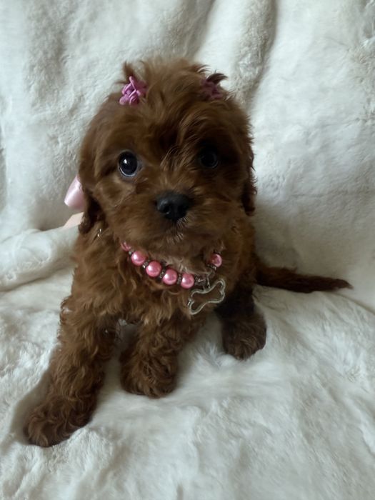 Cavapoo sliczna sunia