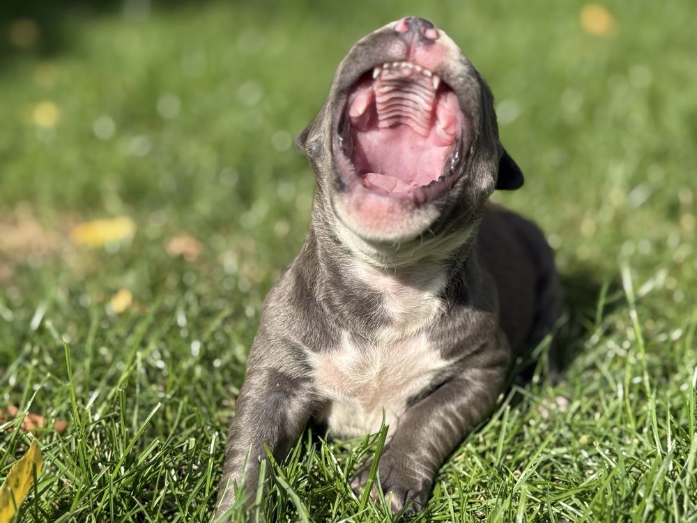 Suczka piekna blekitna amstaff nr 4